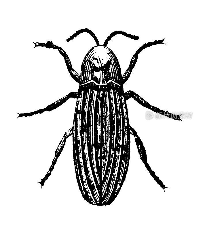 常见的萤火虫或萤火虫|古董科学插图